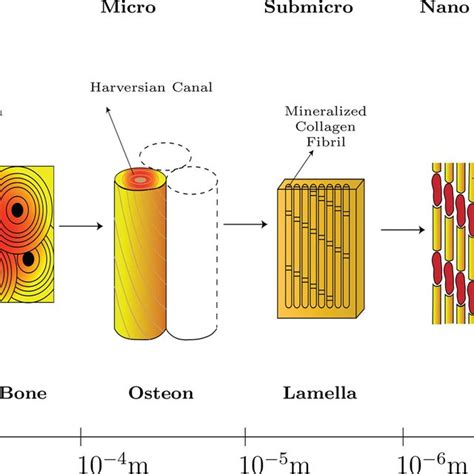 Hierarchical Structure Of Bone Showing The Configurations At Various