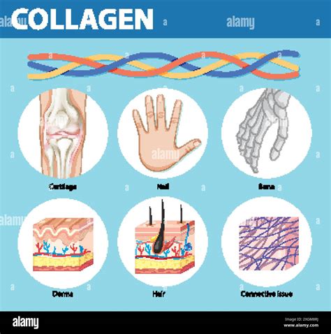 Illustration Of Collagen S Role In Various Body Parts Stock Vector