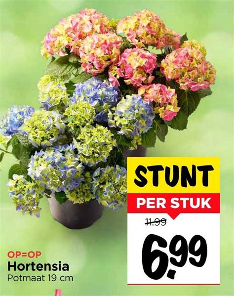 Hortensia Aanbieding Bij Vomar Folders Nl