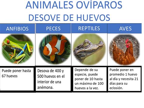 Cuánto tiempo tardan en nacer los animales ovíparos