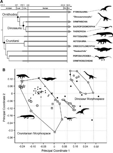 Phylogenetic Relationships And Morphospace Occupation For Triassic