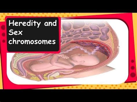 Biology Sex Chromosomes Heredity And Evolution Part English