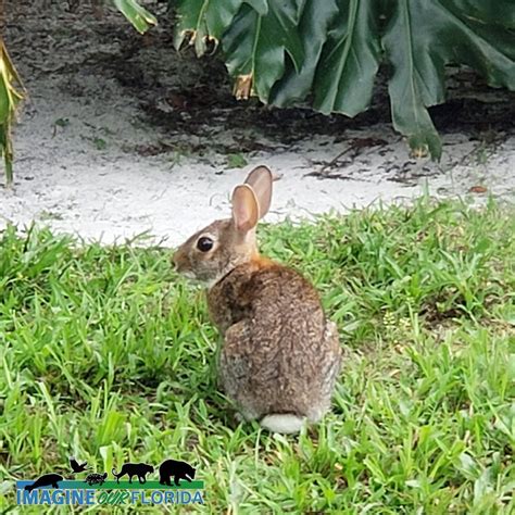 Eastern Cottontail Imagine Our Florida Inc