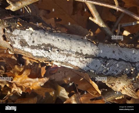 Hypoxylon Canker Biscogniauxia Atropunctata Fungi Stock Photo Alamy