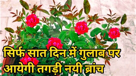 How To Get Maximum Growth On Rose Planthow To Make Rose Plant Bushy