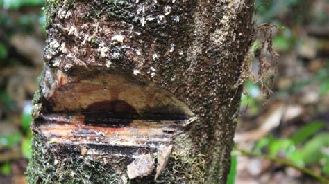 Madagascar Des Arrestations Pour Coupe Ill Gale De Bois