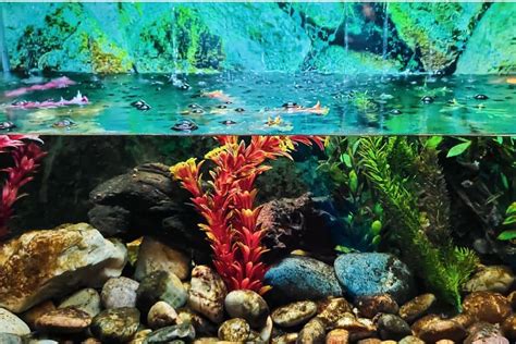 Aquarium Substrate For Live Plants A Quick Guide