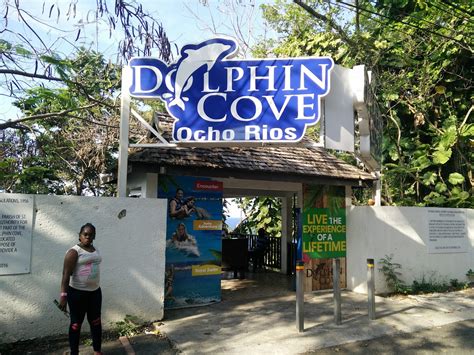 Dolphin Cove Jamaica Guru