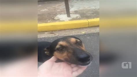 Vídeo De Cão Correndo Atrás De Carro Em Bauru é Investigado Pela