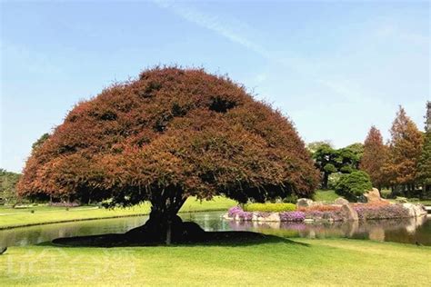 【超秘境】落羽松大道原來就在成美文化園區裡！！ 彰化新聞 玩全台灣旅遊網