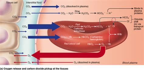 Respiration Gas Transport Of Oxygen And Carbon Dioxide Flashcards