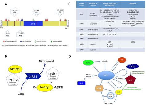 Structure And Function Of Sirtuins A Structure Of SIRT1 Protein