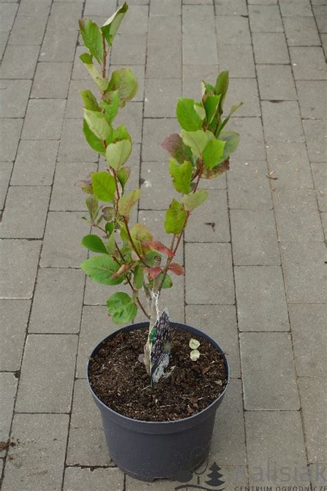 Aronia x prunifolia Viking Aronia śliwolistna