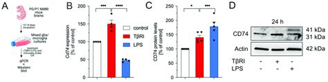 T Ri Efficiently Blocks Tgf Induced Smad Nuclear Translocation In