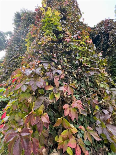 Parthenocissus Vitacea Red Ivy Covering Walls Background Stock Image