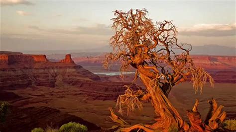 Анчар ядовитый - фото и картинки: 55 штук