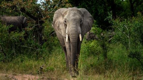 En Afrique L éléphant De Forêt En Danger Critique D Extinction