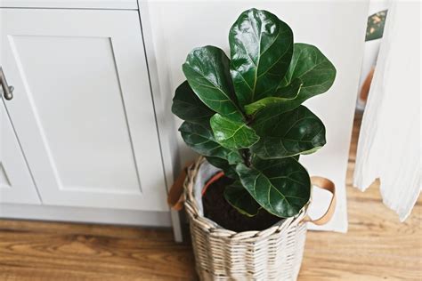 Plantas Para Apartamento Tipos E Dicas