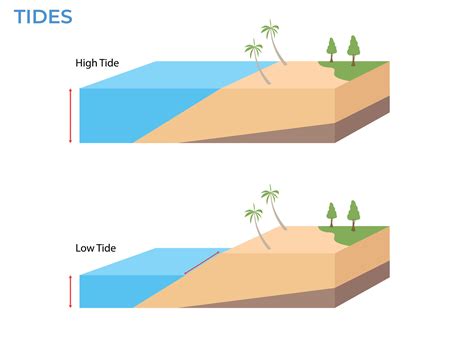 High And Low Tides Landscape Sea With Palm Trees Water Level 35356509