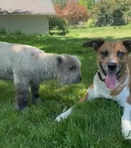 Agnello Ha Il Cuore Spezzato Dopo Essere Stato Rifiutato Dalla Mamma