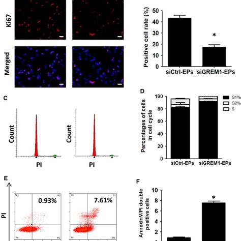 Knock‐down Of Grem1 During Stage 2 Inhibits Proliferation But Promoted