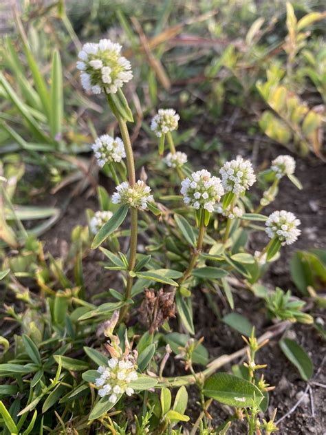 Spermacoce Densiflora From Antonio B Won Pat International Airport