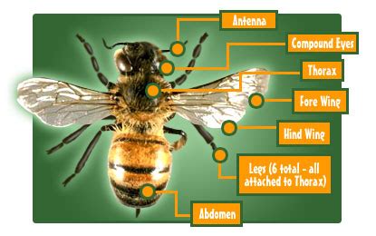 Anatomy Of Insects Body Parts