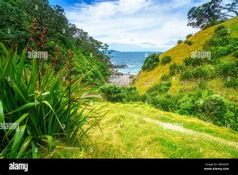 Hiking The Coromandel Coastal Walkway Rainforest And A Steep Coast