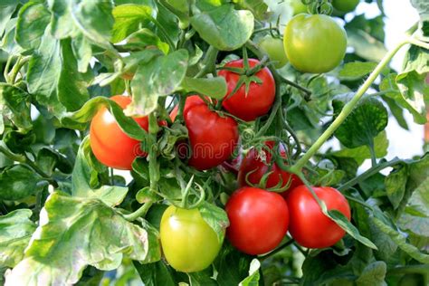 Planta De Tomate Rojo Maduro Que Crece En Invernadero De Granja Foto De