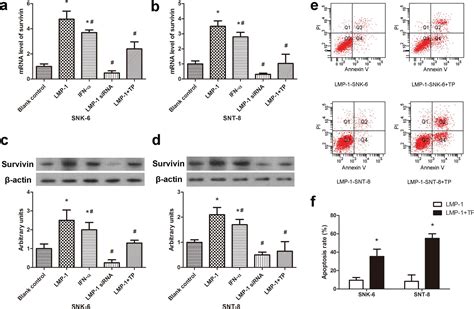 Lmp Induces Survivin Expression To Inhibit Cell Apoptosis Through The