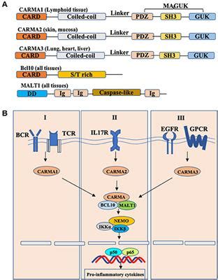 Scaffold Protein In Dna