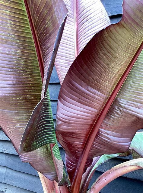 Ensete Ventricosum Maurelii Red Abyssinian Banana 100 120cmpalm