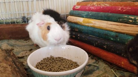 Hand Feeding Guinea Pigs Youtube