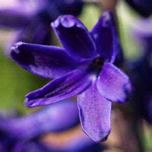 Gartenhyazinthe Garten Hyazinthe Bl Te Dunkel Lila Hyacinthus