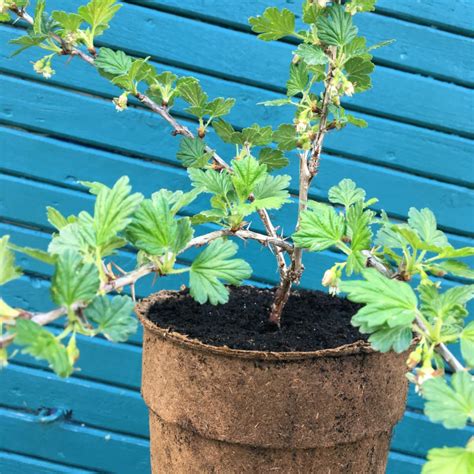 Gooseberry Plant Invicta Potted Fruit Plants From Rocket Gardens