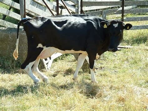 Post Calving Paralysis In Cows Bovis Vetlexicon