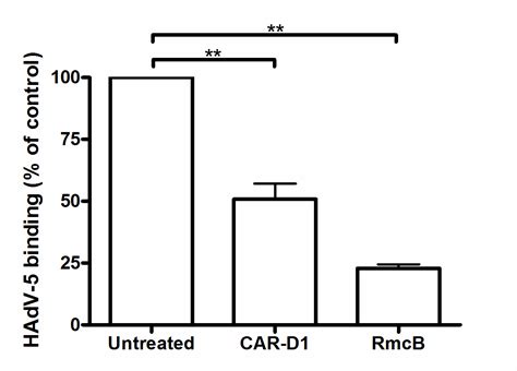 Human Adenovirus 52 Uses Sialic Acid Containing Glycoproteins And The