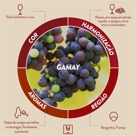 Arquivos Entendendo de vinho Divvino Conheça tudo sobre o mundo dos