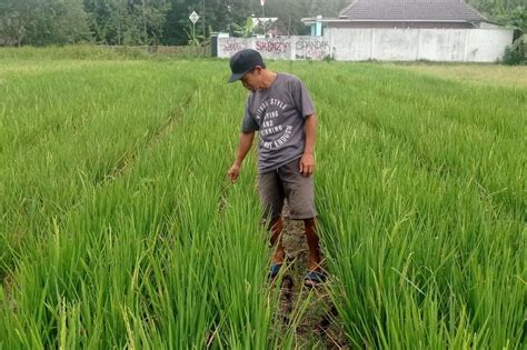 Kemarau Panjang Sejumlah Petani Di Lebak Nganggur Antara News Banten