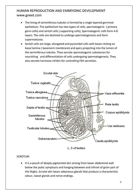 SOLUTION Human Reproduction And Embryonic Development Studypool