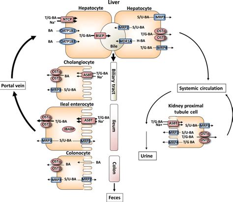 Bile Formation and the Enterohepatic Circulation | Abdominal Key