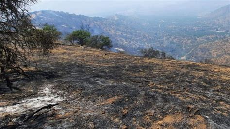 Incendio Forestal En Mar A Pinto Ha Consumido Mil Hect Reas Aumento De