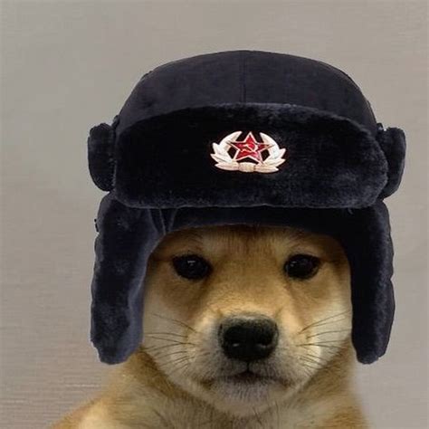 Создать мем Doge Dog With Hat Doge в кепке Картинки Meme