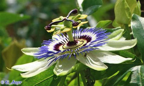 Plantfiles Pictures Passiflora Species Blue Passion Flower Hardy Passion Flower Blue Crown