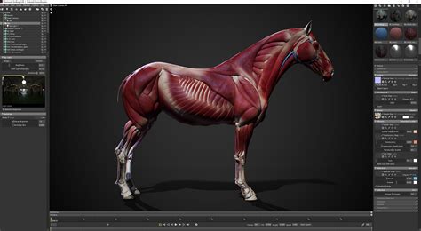 Propuesta Alternativa Rodeo Repelente 3d Anatomical Model Horse