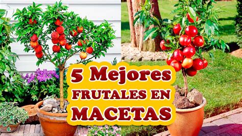 Los 5 Mejores Árboles Frutales para Cultivar en Macetas YouTube