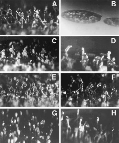 Developmental Phenotypes Of Dictyostelium Cells Expressing Various