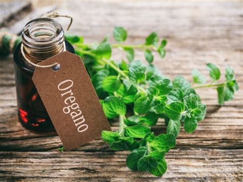 How To Make Oil Of Oregano At Home Organic Facts