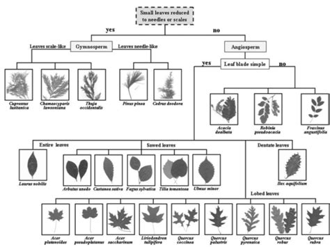 New To Plant Identification The Two Most Important Details Feral