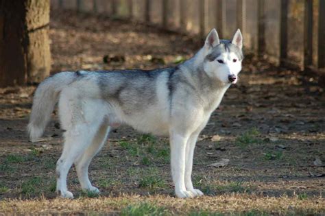 Siberian Husky Dog Profile Care Facts Traits Health Diet